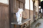 『猫侍』激カワ写真