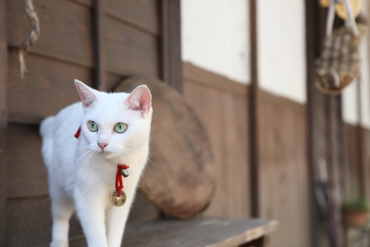 キュン死注意!?　猫好きにはたまらない激カワ『猫侍』フォト特集