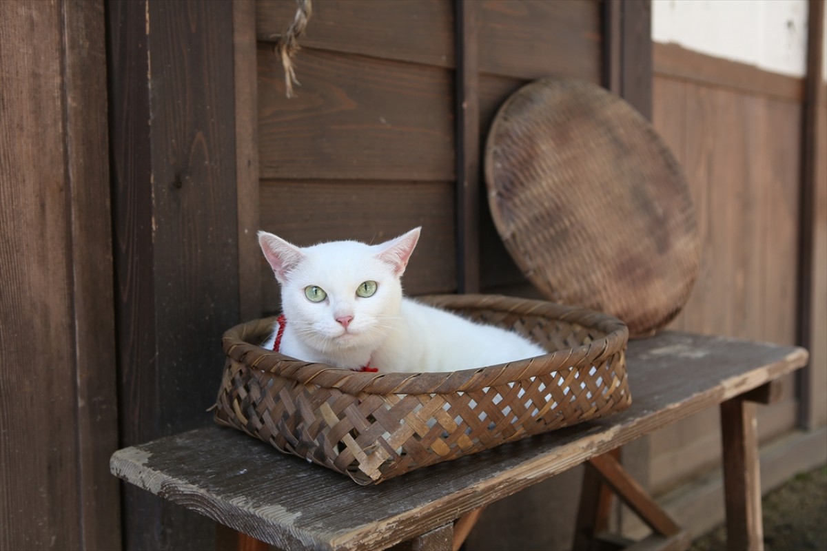 キュン死注意!?　猫好きにはたまらない激カワ『猫侍』フォト特集