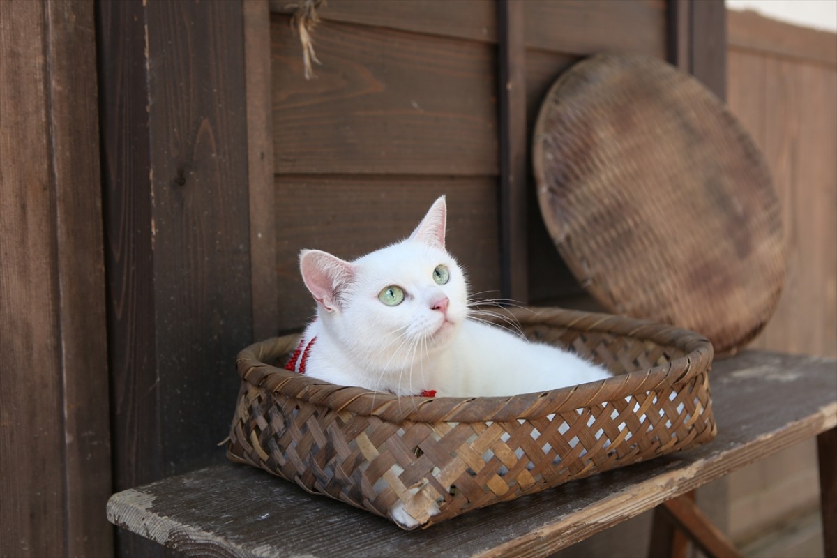 キュン死注意!?　猫好きにはたまらない激カワ『猫侍』フォト特集