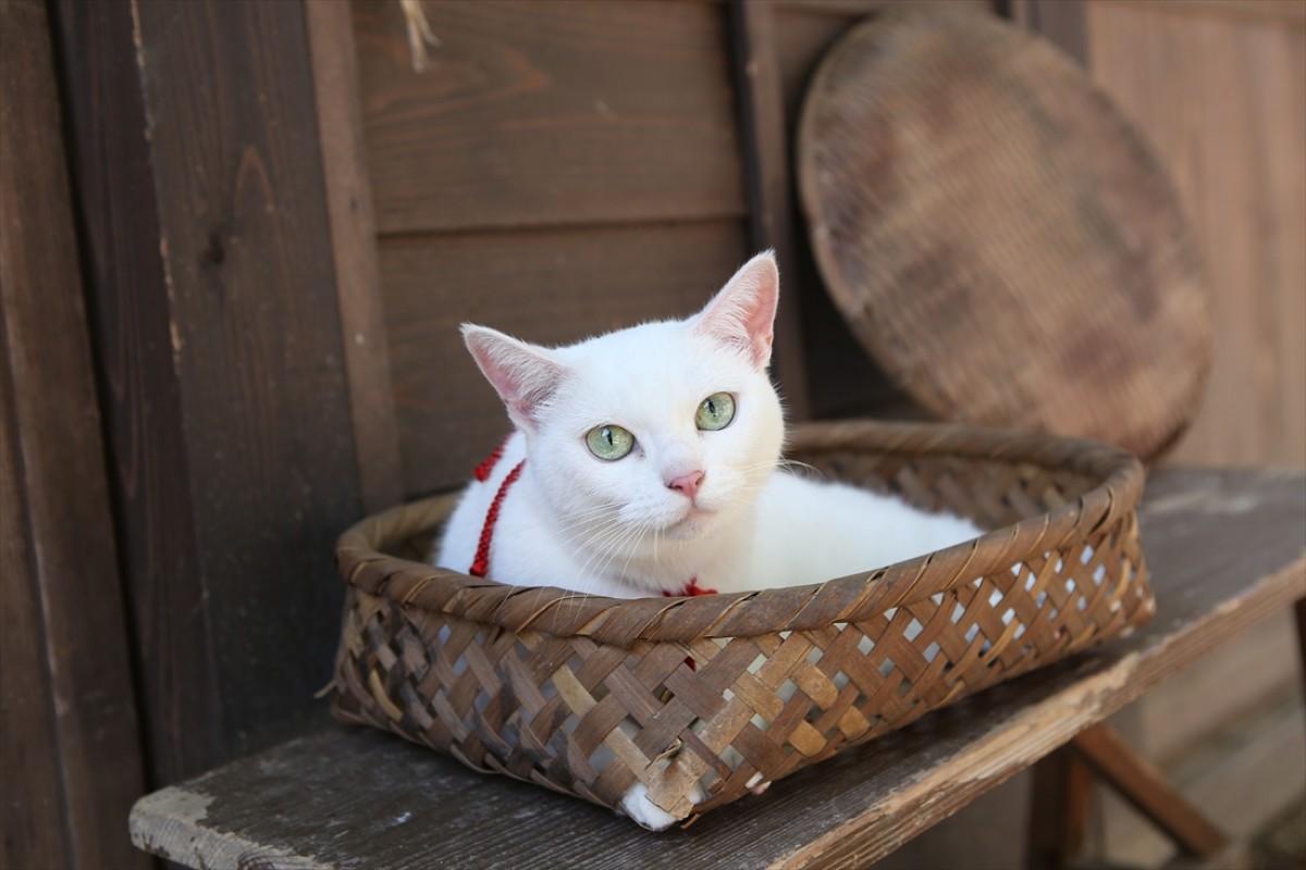 キュン死注意!?　猫好きにはたまらない激カワ『猫侍』フォト特集