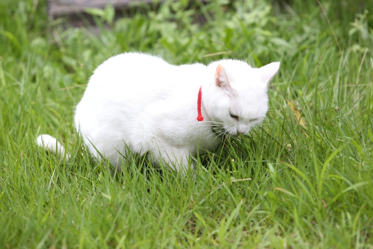 キュン死注意!?　猫好きにはたまらない激カワ『猫侍』フォト特集
