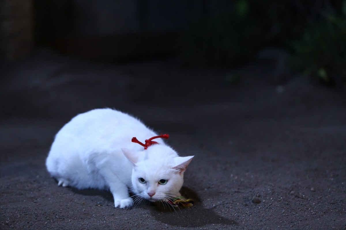 キュン死注意!?　猫好きにはたまらない激カワ『猫侍』フォト特集