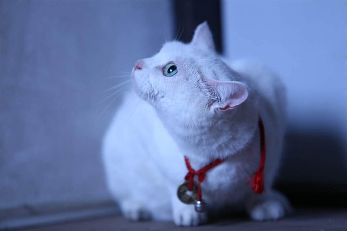 キュン死注意!?　猫好きにはたまらない激カワ『猫侍』フォト特集