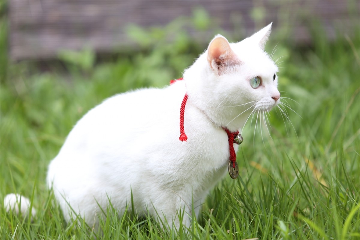 キュン死注意!?　猫好きにはたまらない激カワ『猫侍』フォト特集