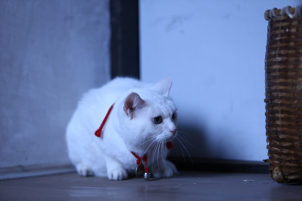 キュン死注意!?　猫好きにはたまらない激カワ『猫侍』フォト特集