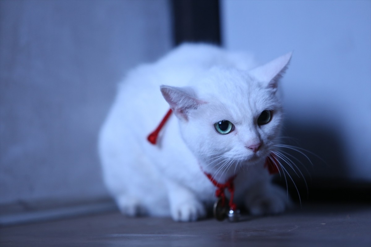 キュン死注意!?　猫好きにはたまらない激カワ『猫侍』フォト特集