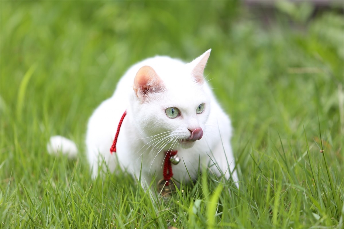 キュン死注意!?　猫好きにはたまらない激カワ『猫侍』フォト特集