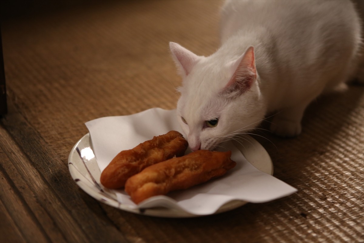 キュン死注意!?　猫好きにはたまらない激カワ『猫侍』フォト特集