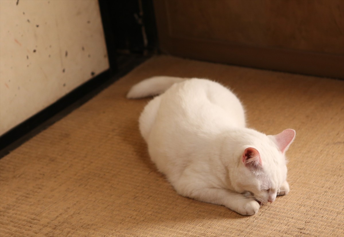 キュン死注意!?　猫好きにはたまらない激カワ『猫侍』フォト特集