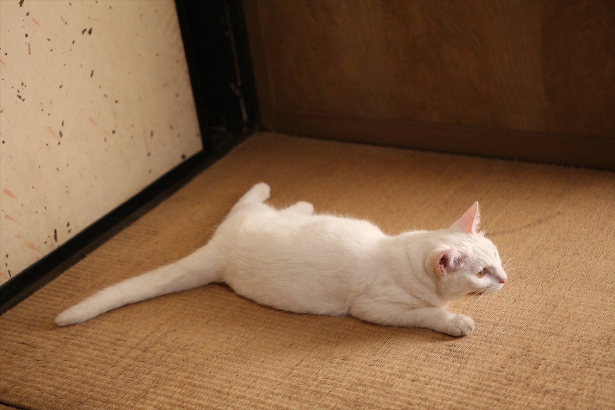 キュン死注意!?　猫好きにはたまらない激カワ『猫侍』フォト特集