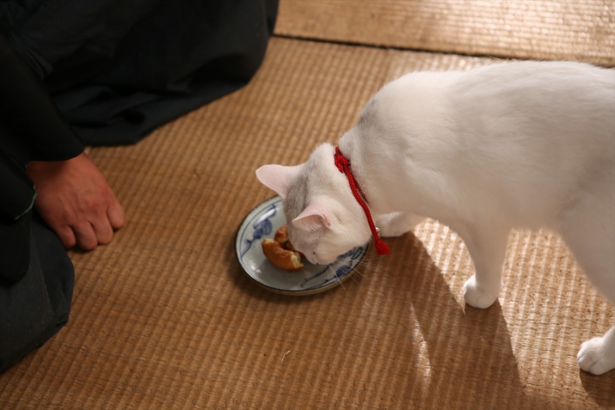 キュン死注意!?　猫好きにはたまらない激カワ『猫侍』フォト特集