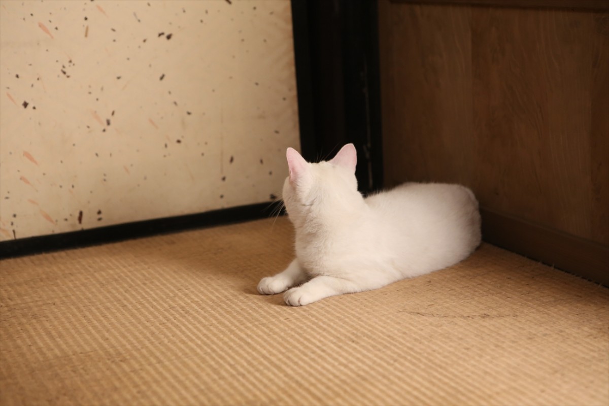 キュン死注意!?　猫好きにはたまらない激カワ『猫侍』フォト特集