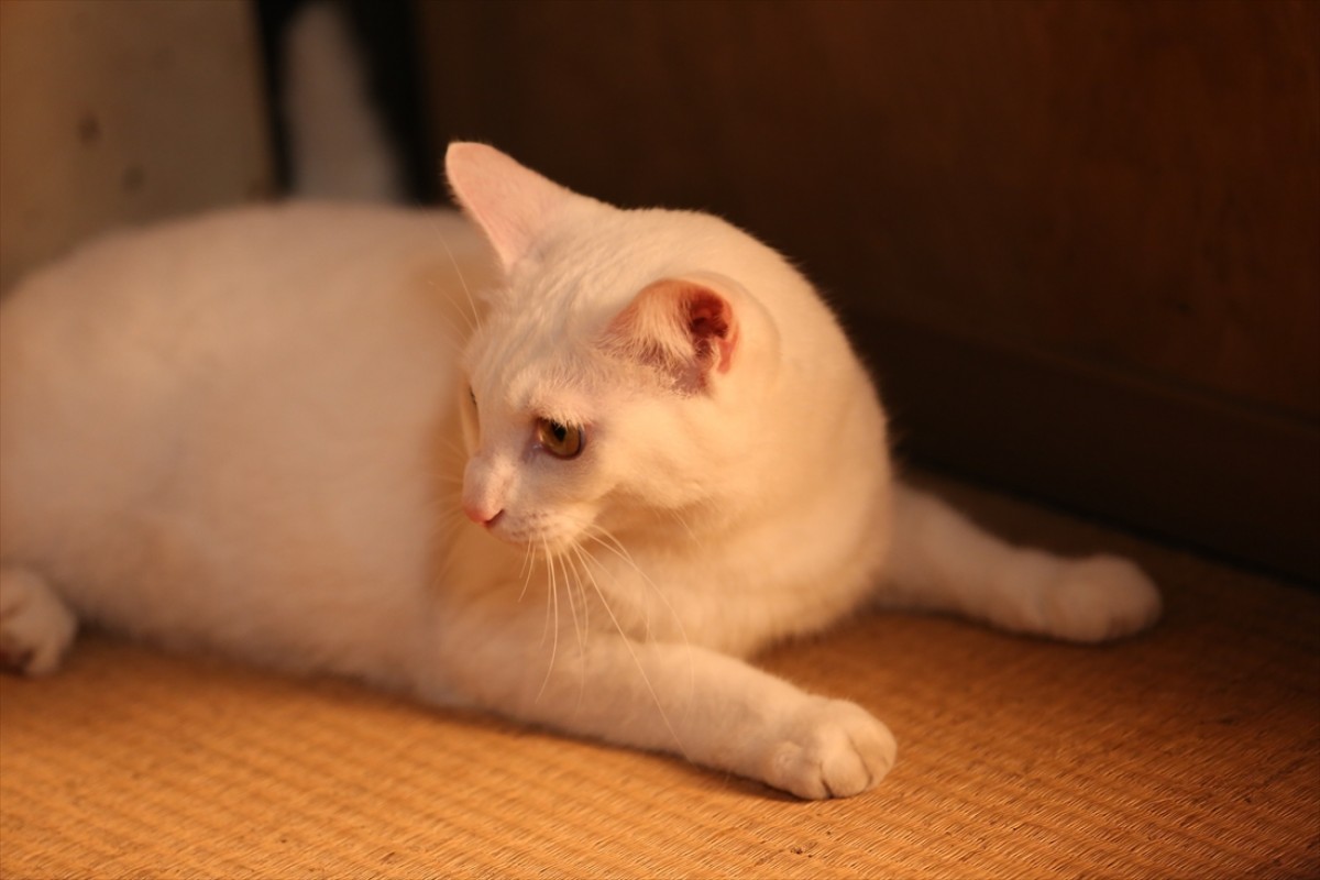 キュン死注意!?　猫好きにはたまらない激カワ『猫侍』フォト特集
