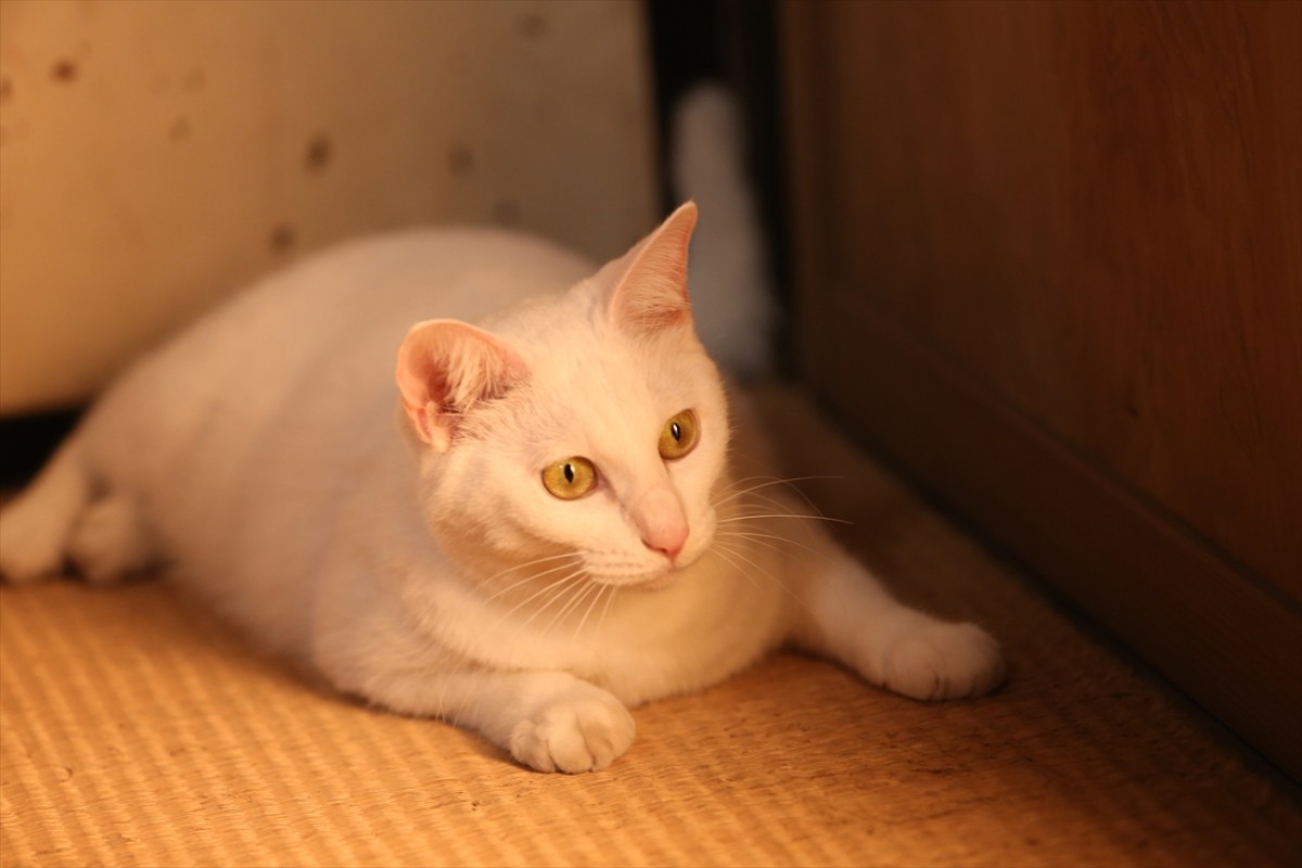 キュン死注意!?　猫好きにはたまらない激カワ『猫侍』フォト特集