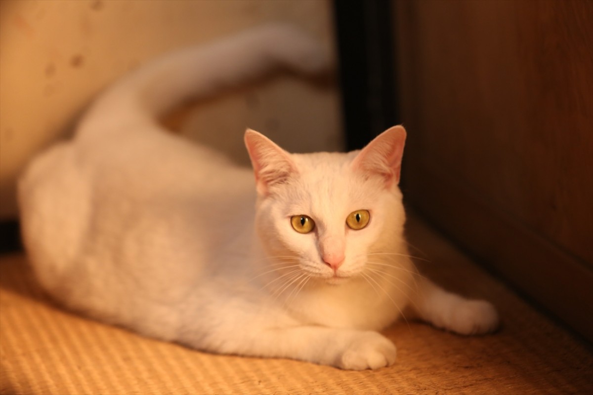 キュン死注意!?　猫好きにはたまらない激カワ『猫侍』フォト特集