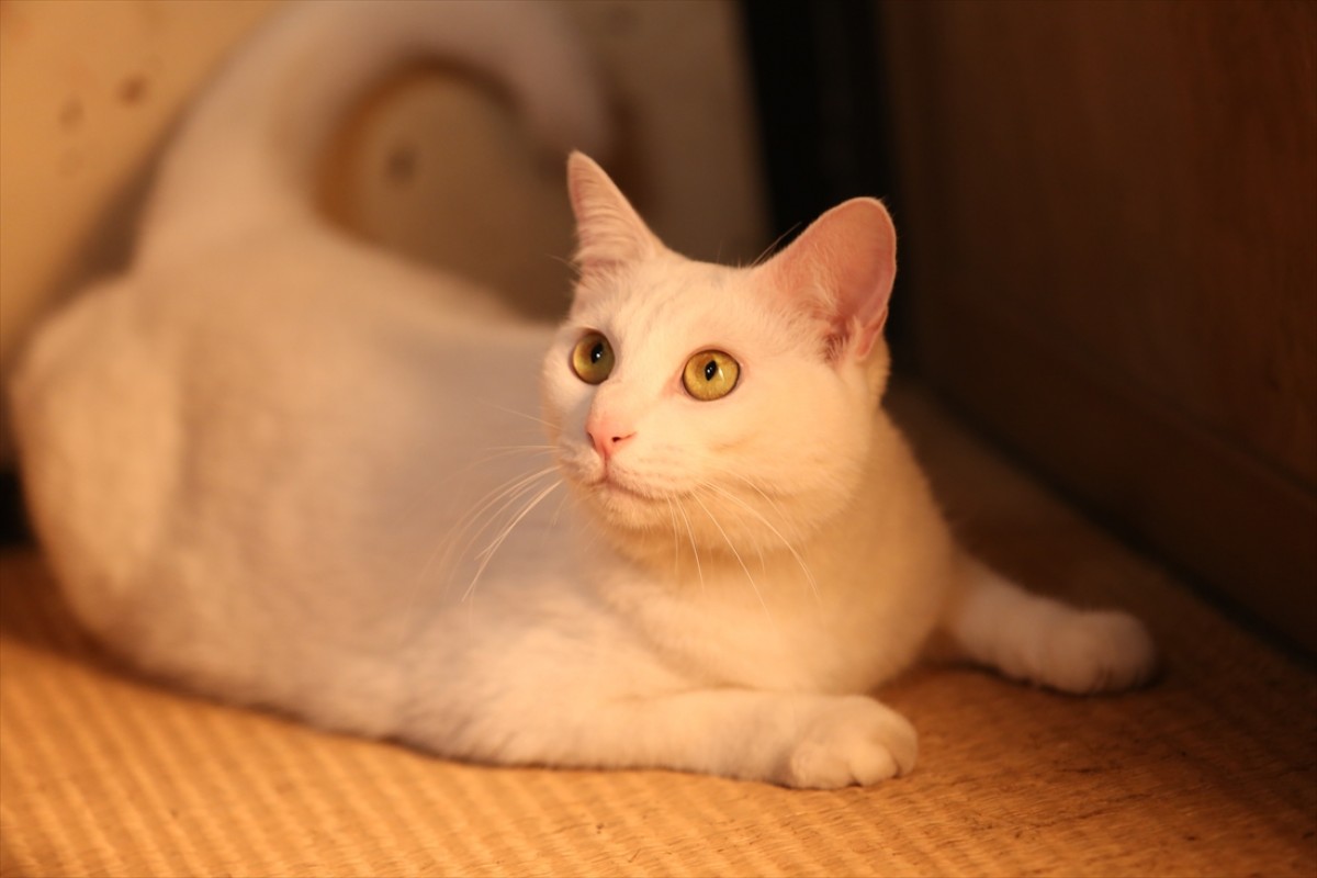 キュン死注意!?　猫好きにはたまらない激カワ『猫侍』フォト特集