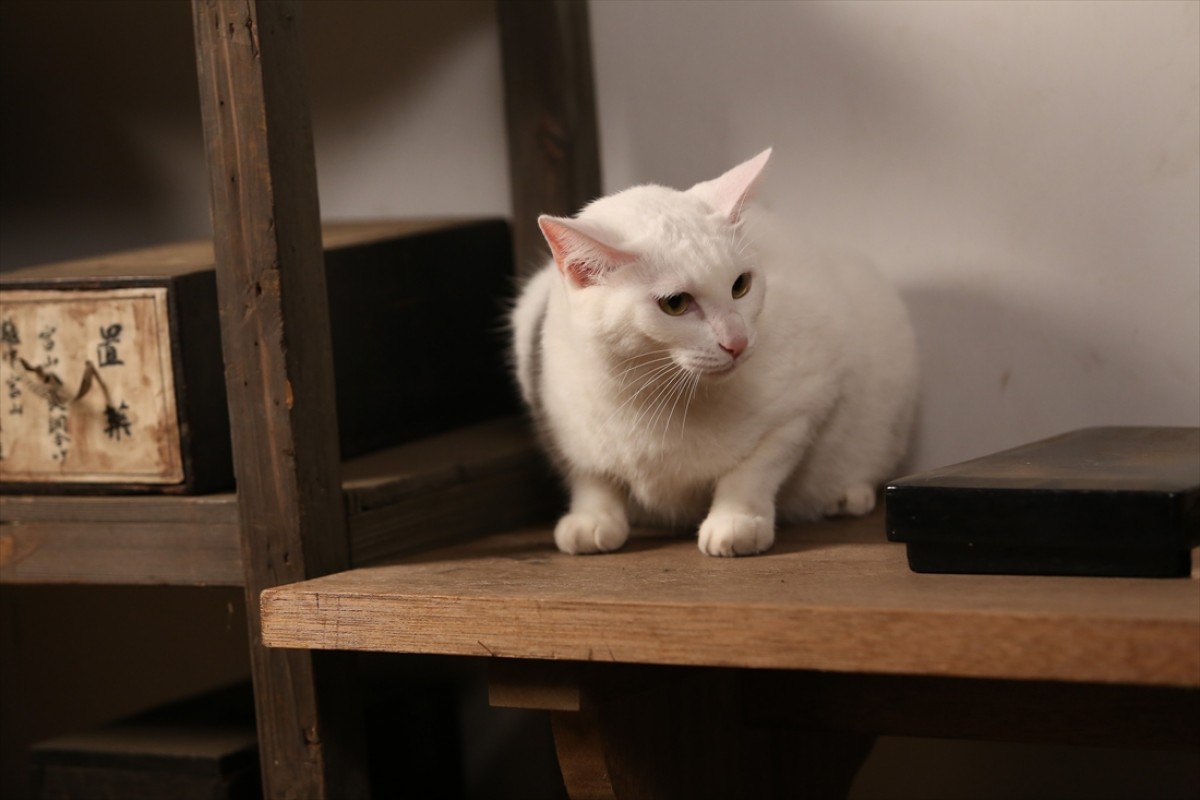 キュン死注意!?　猫好きにはたまらない激カワ『猫侍』フォト特集