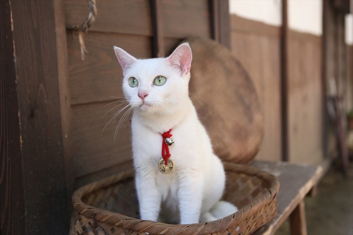 キュン死注意!?　猫好きにはたまらない激カワ『猫侍』フォト特集