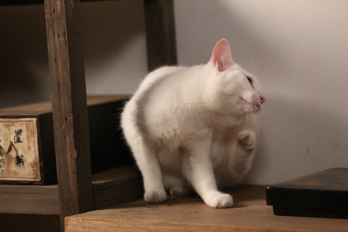 キュン死注意!?　猫好きにはたまらない激カワ『猫侍』フォト特集