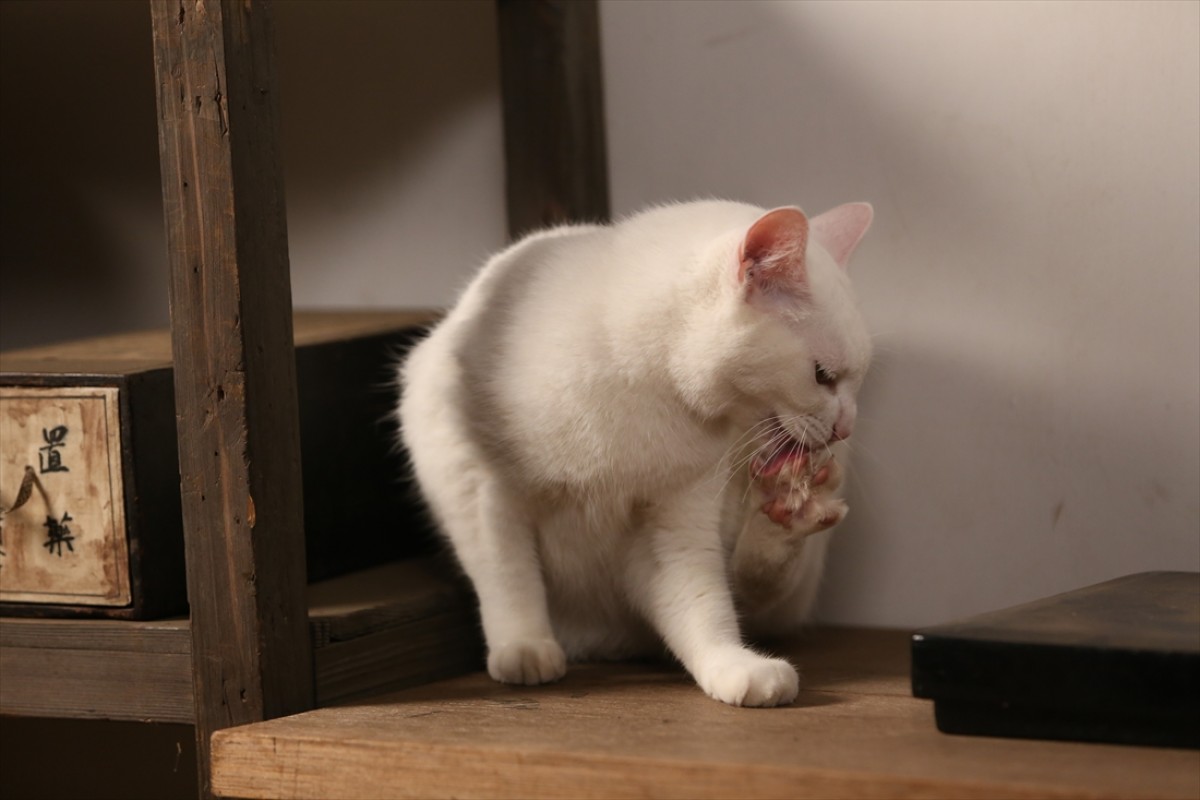 キュン死注意!?　猫好きにはたまらない激カワ『猫侍』フォト特集