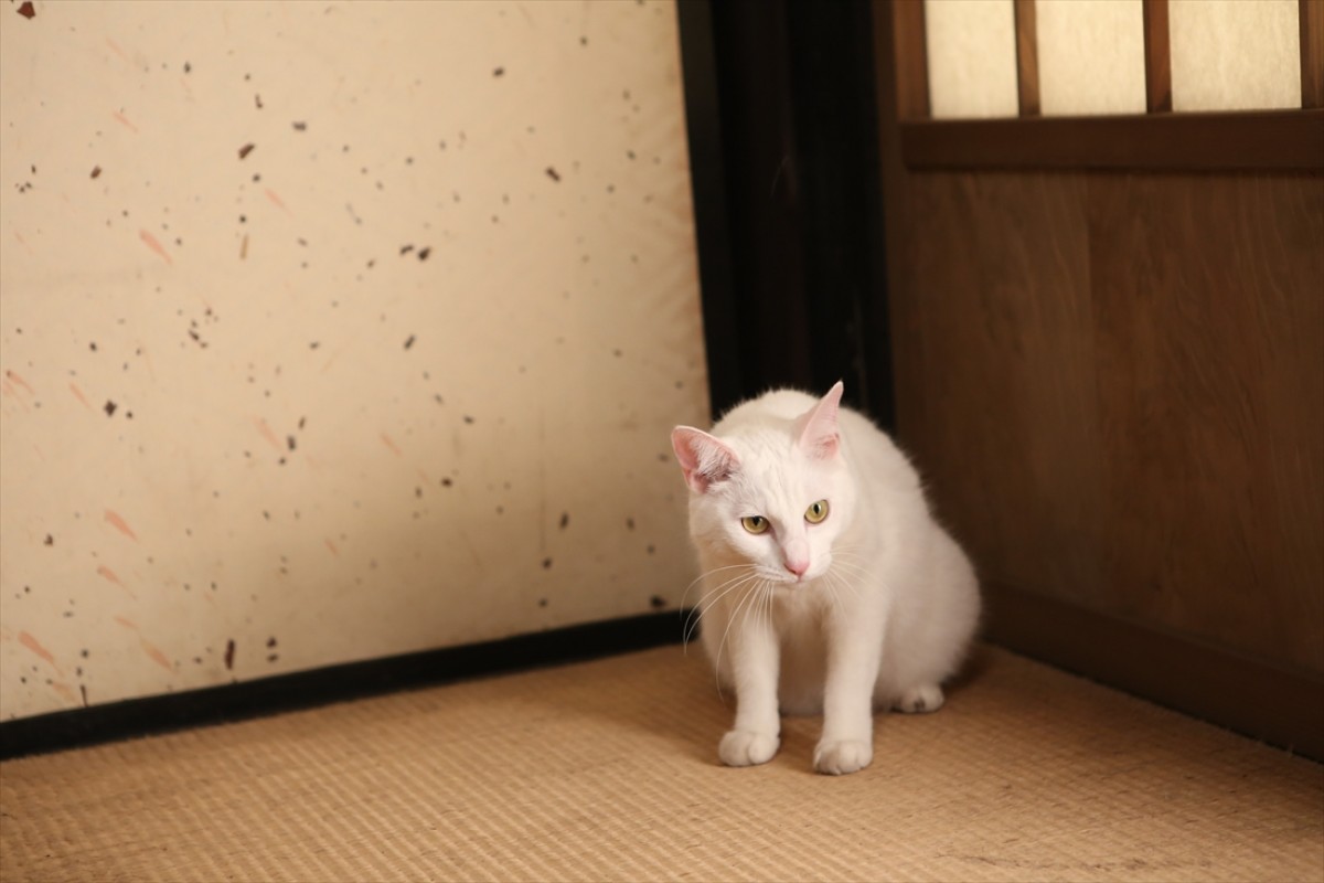 キュン死注意!?　猫好きにはたまらない激カワ『猫侍』フォト特集
