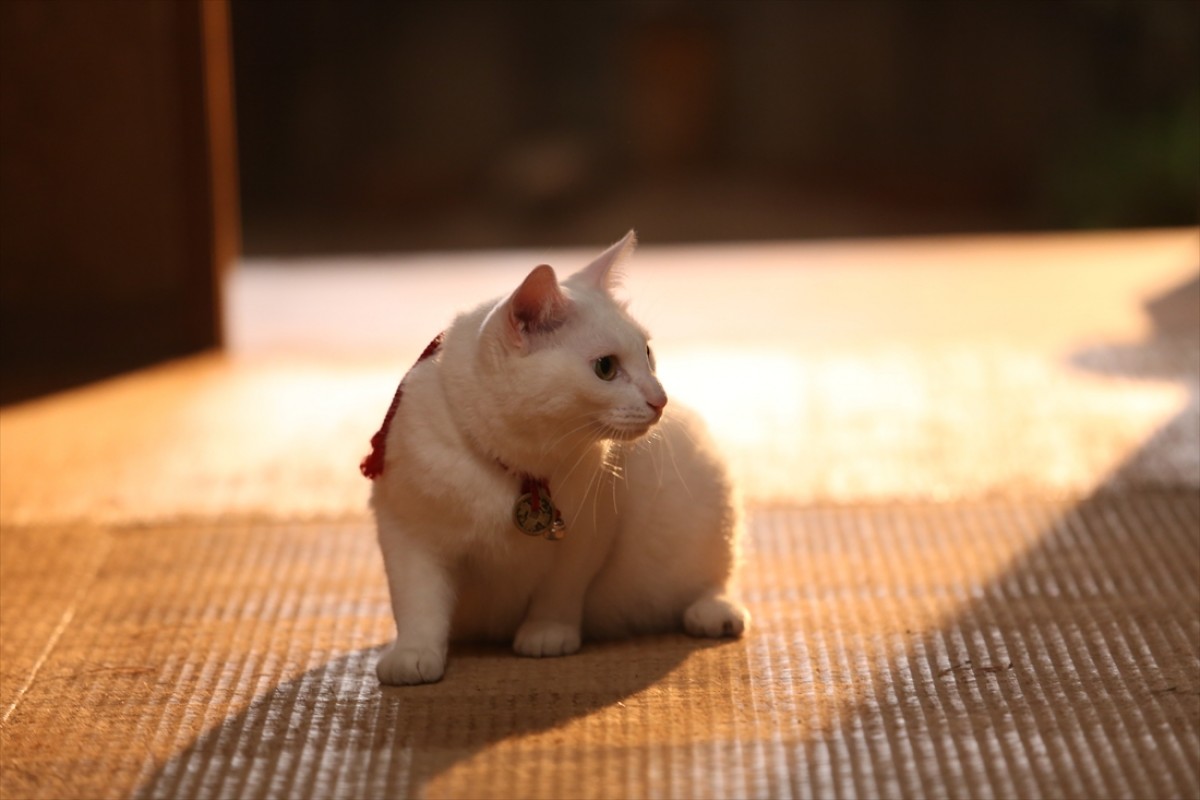 キュン死注意!?　猫好きにはたまらない激カワ『猫侍』フォト特集