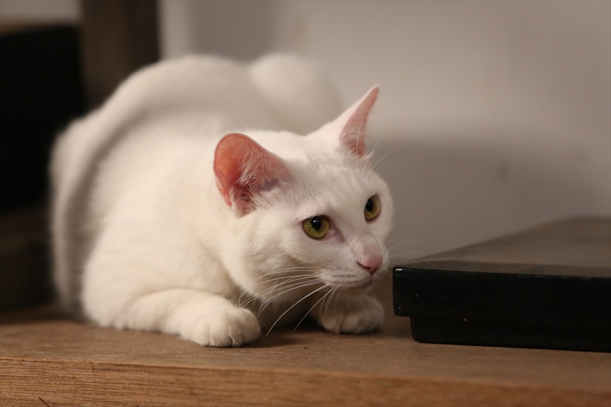 キュン死注意!?　猫好きにはたまらない激カワ『猫侍』フォト特集