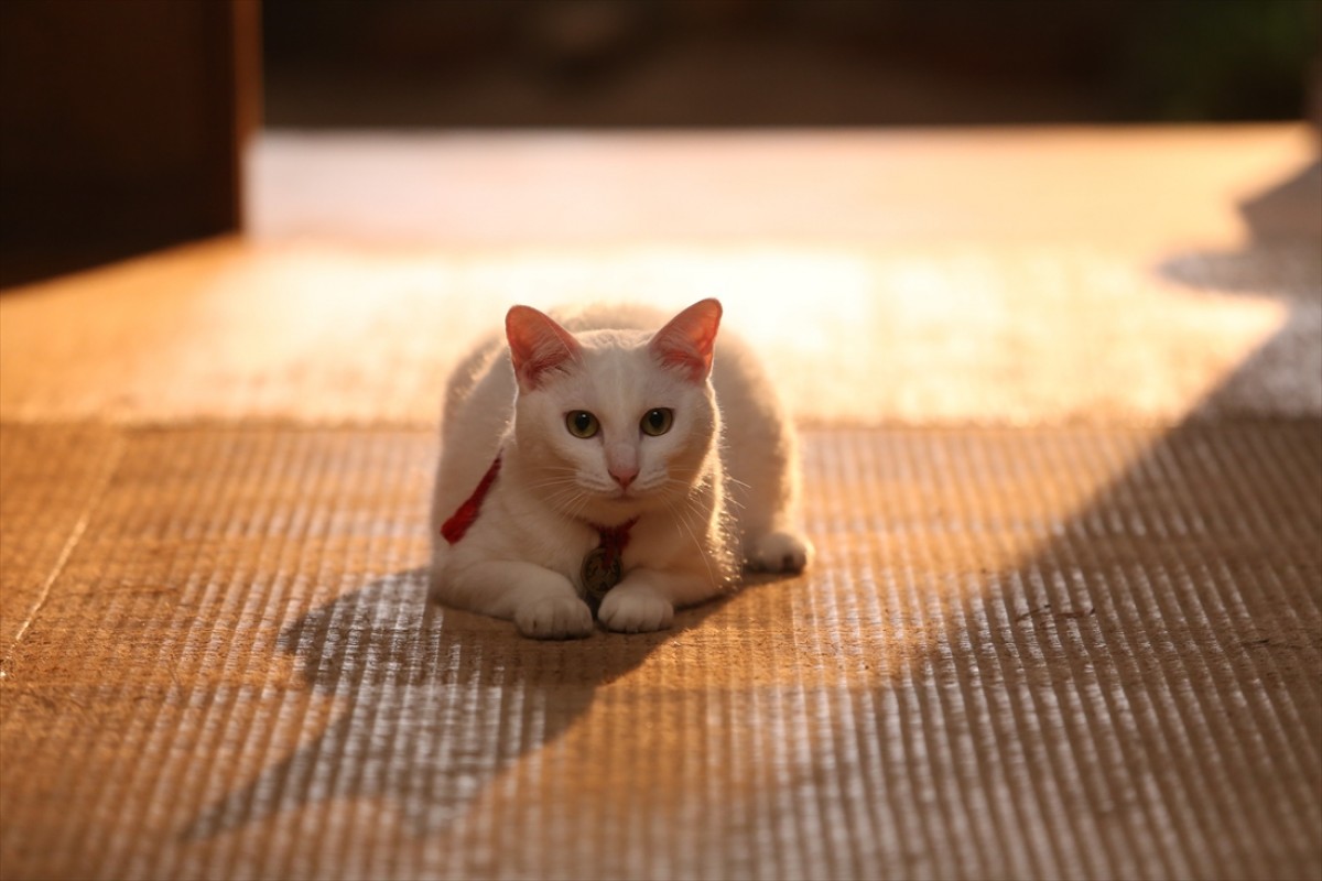 キュン死注意!?　猫好きにはたまらない激カワ『猫侍』フォト特集