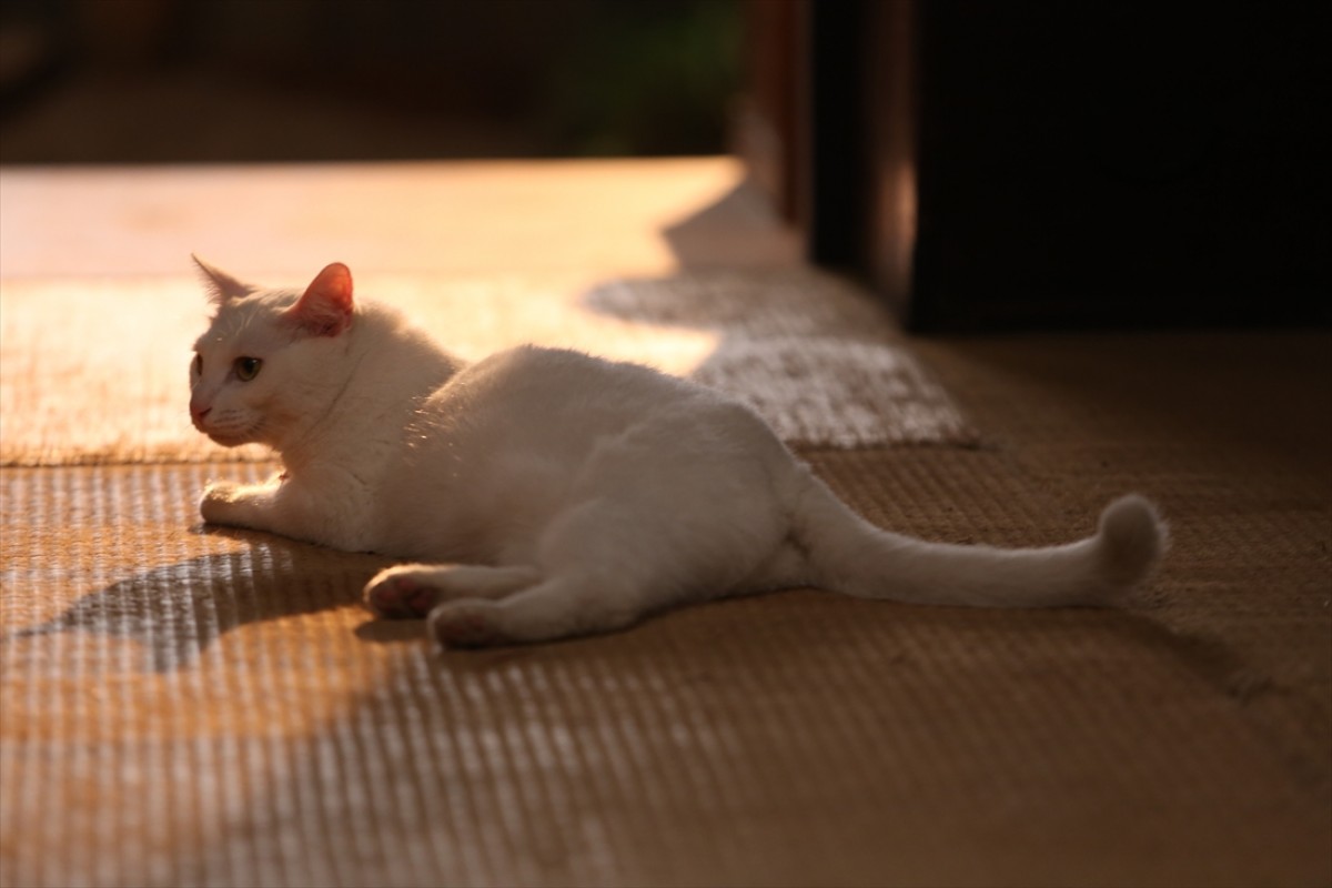 キュン死注意!?　猫好きにはたまらない激カワ『猫侍』フォト特集