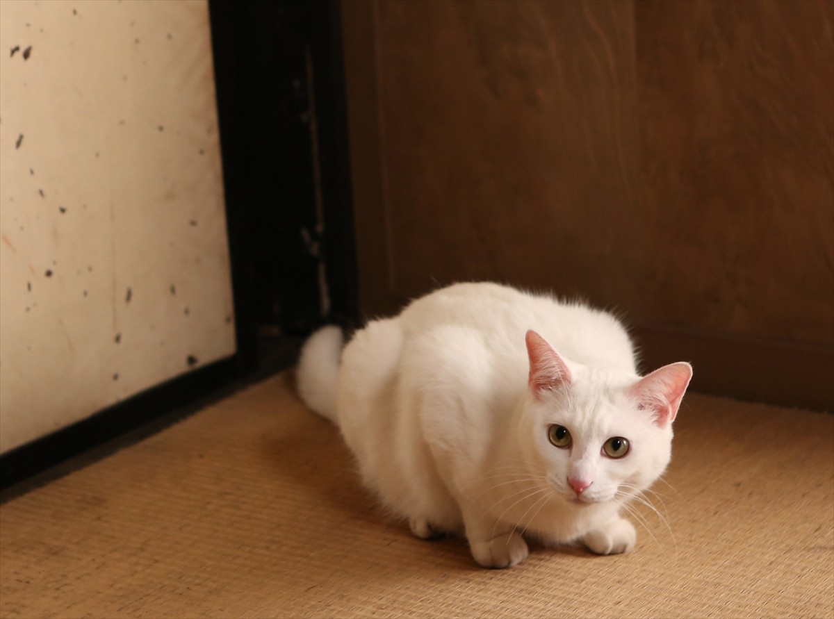 キュン死注意!?　猫好きにはたまらない激カワ『猫侍』フォト特集