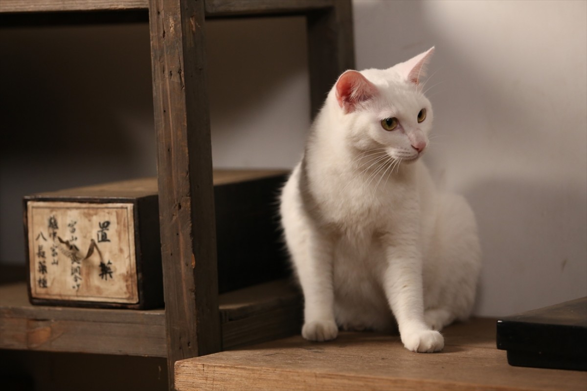キュン死注意!?　猫好きにはたまらない激カワ『猫侍』フォト特集