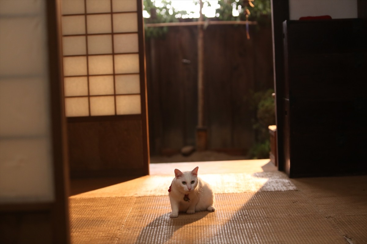 キュン死注意!?　猫好きにはたまらない激カワ『猫侍』フォト特集