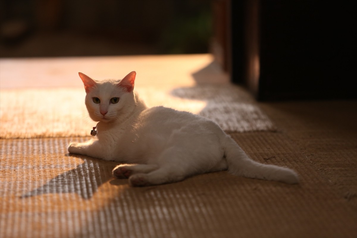キュン死注意!?　猫好きにはたまらない激カワ『猫侍』フォト特集