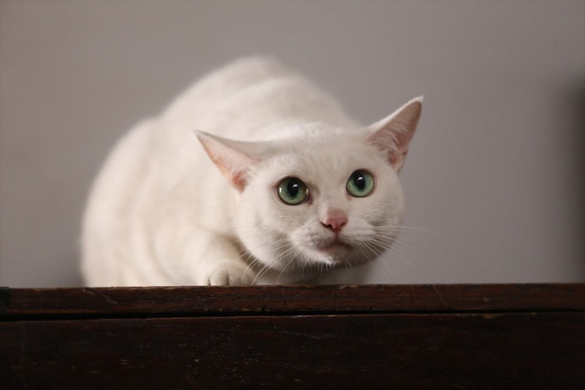 キュン死注意!?　猫好きにはたまらない激カワ『猫侍』フォト特集