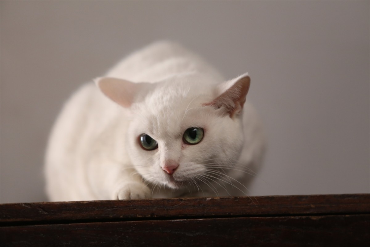 キュン死注意!?　猫好きにはたまらない激カワ『猫侍』フォト特集