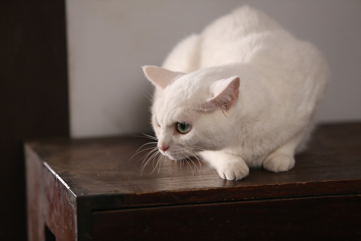 キュン死注意!?　猫好きにはたまらない激カワ『猫侍』フォト特集
