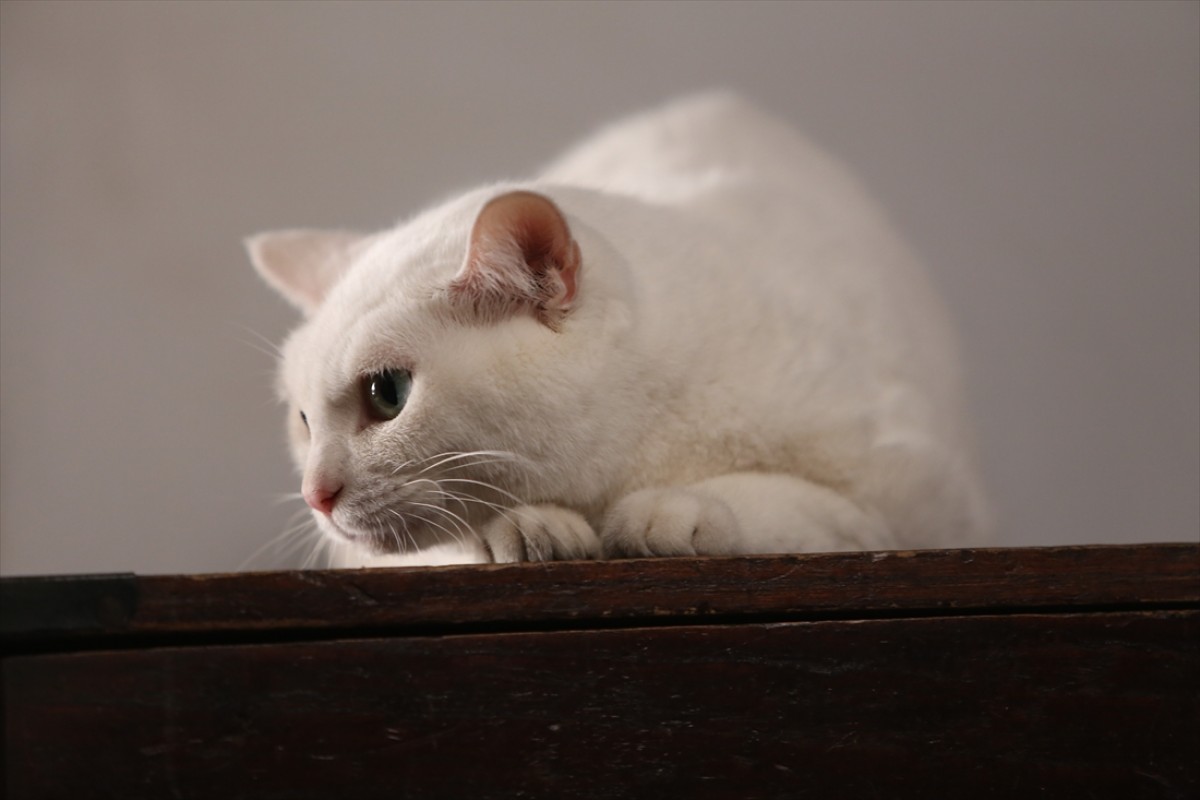 キュン死注意!?　猫好きにはたまらない激カワ『猫侍』フォト特集