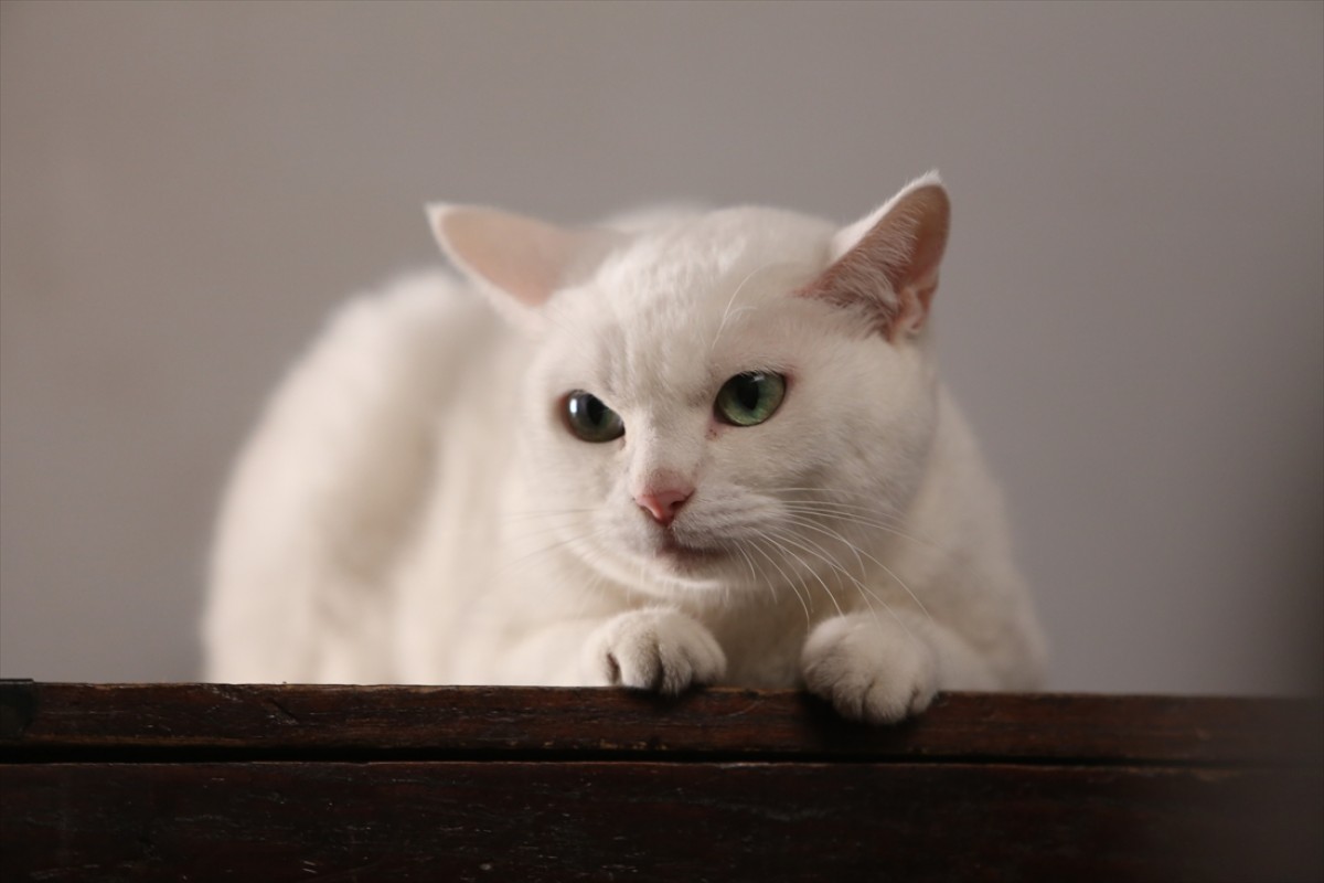 キュン死注意!?　猫好きにはたまらない激カワ『猫侍』フォト特集