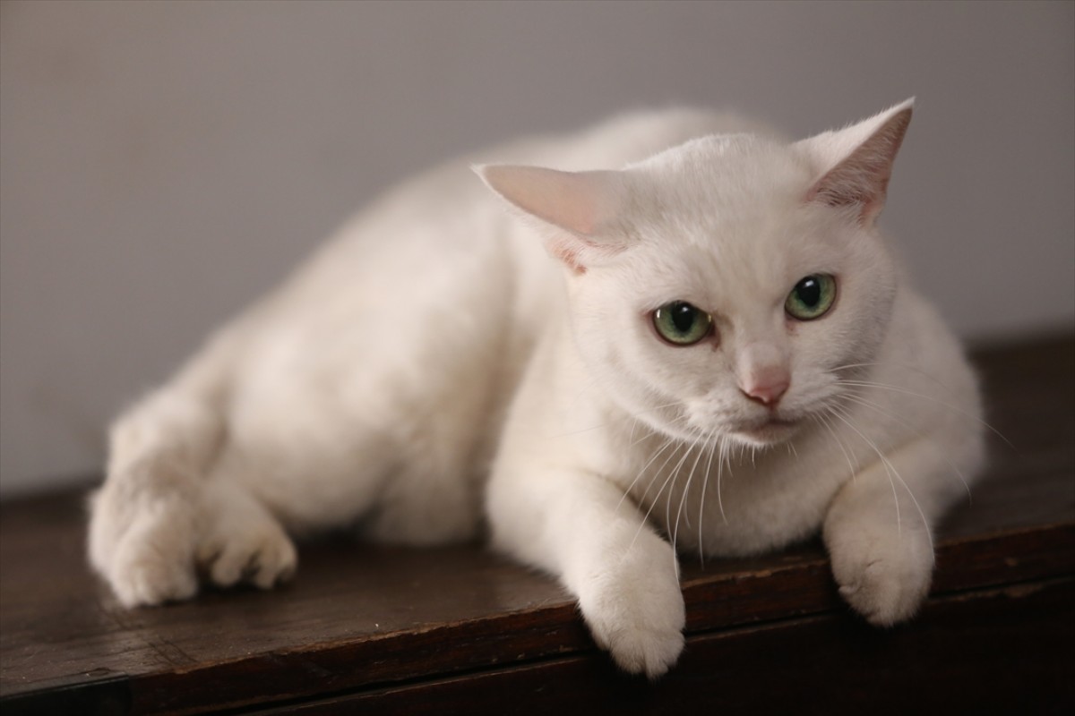キュン死注意!?　猫好きにはたまらない激カワ『猫侍』フォト特集
