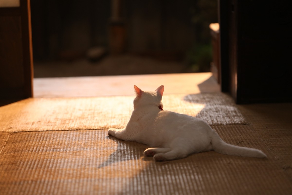 キュン死注意!?　猫好きにはたまらない激カワ『猫侍』フォト特集