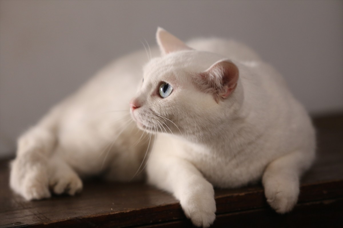 キュン死注意!?　猫好きにはたまらない激カワ『猫侍』フォト特集