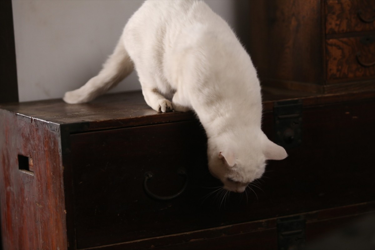 キュン死注意!?　猫好きにはたまらない激カワ『猫侍』フォト特集