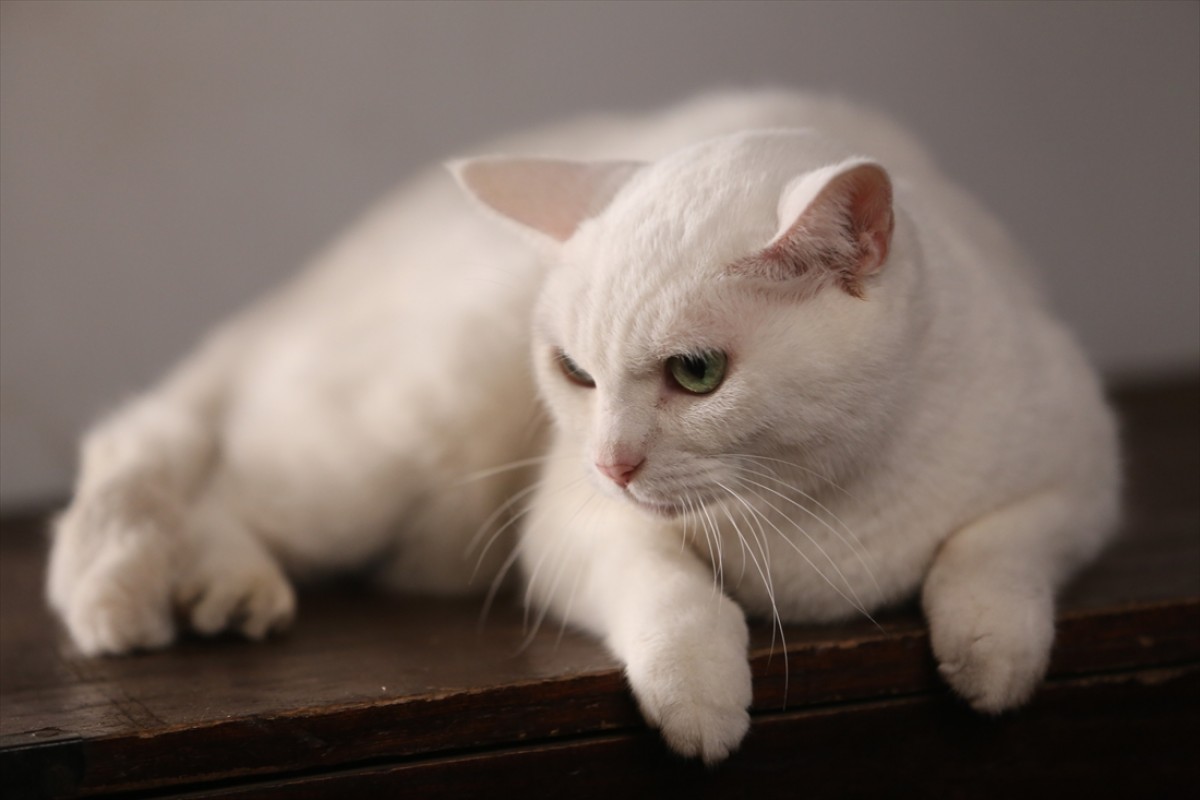 キュン死注意!?　猫好きにはたまらない激カワ『猫侍』フォト特集