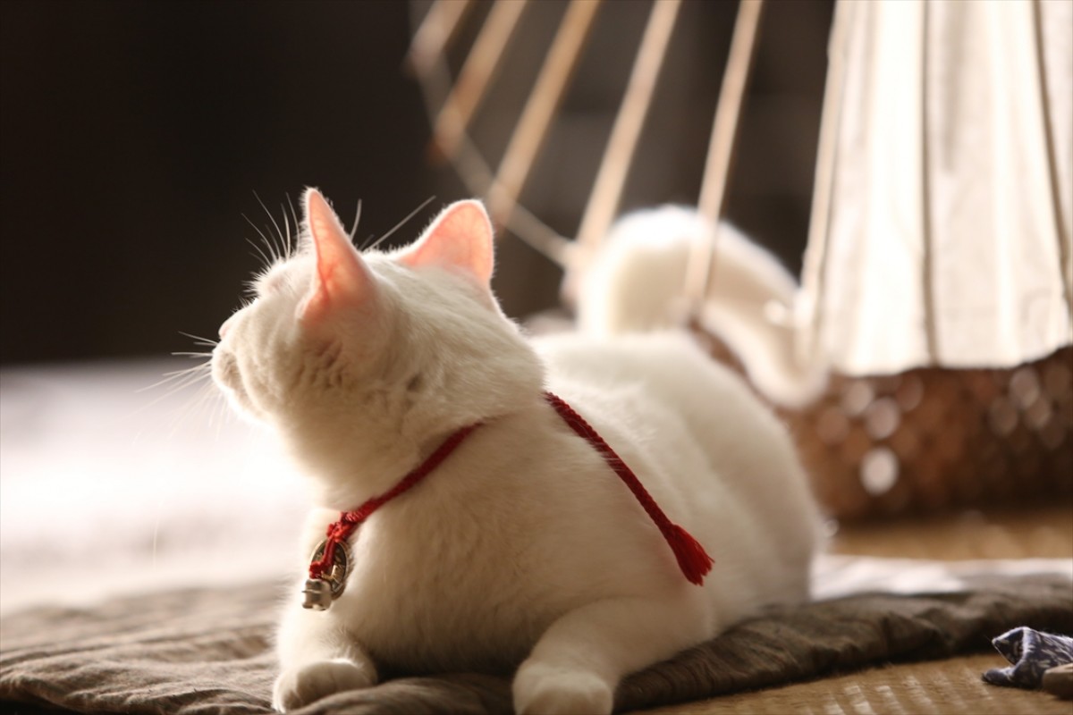 キュン死注意!?　猫好きにはたまらない激カワ『猫侍』フォト特集