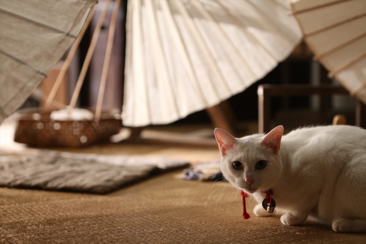 キュン死注意!?　猫好きにはたまらない激カワ『猫侍』フォト特集