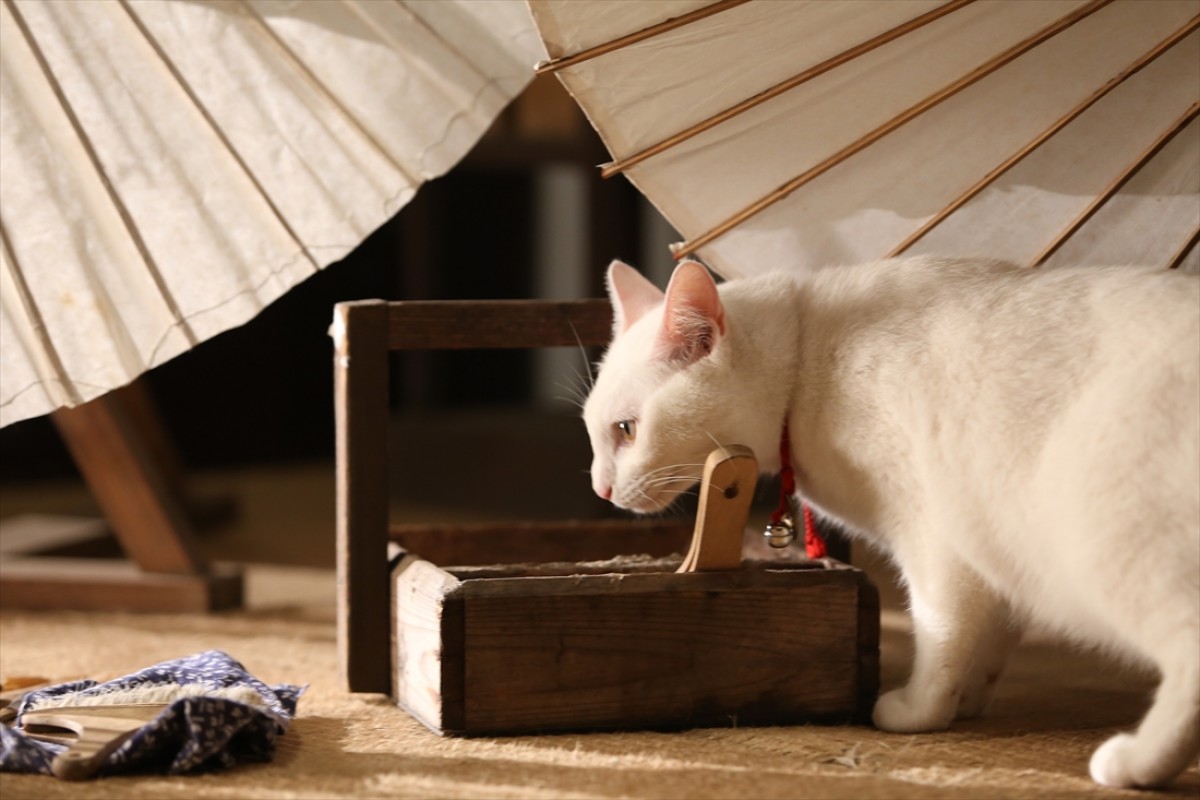 キュン死注意!?　猫好きにはたまらない激カワ『猫侍』フォト特集
