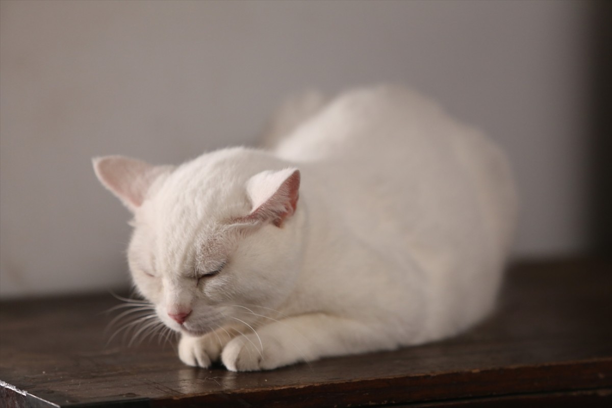 キュン死注意!?　猫好きにはたまらない激カワ『猫侍』フォト特集