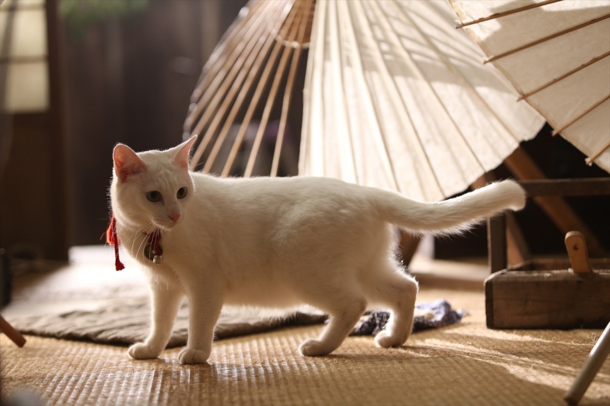 キュン死注意!?　猫好きにはたまらない激カワ『猫侍』フォト特集