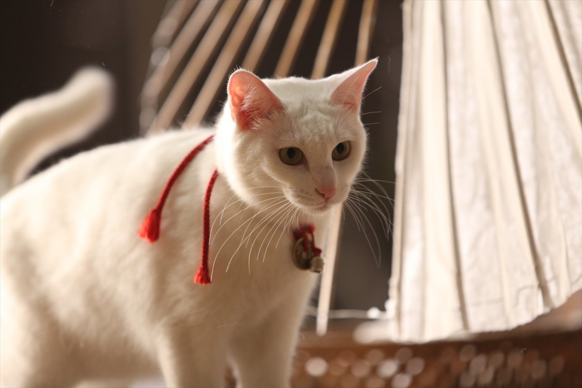 キュン死注意!?　猫好きにはたまらない激カワ『猫侍』フォト特集